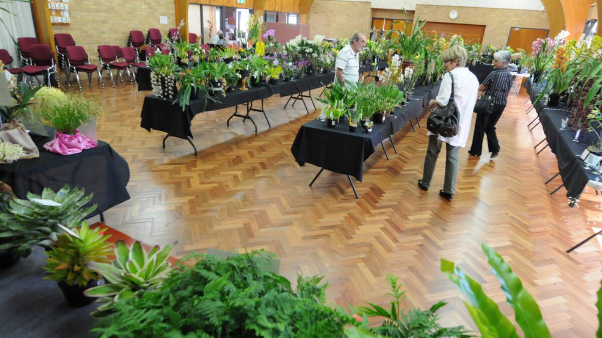 Taree winter orchid show