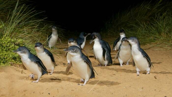 Fairy penguins… why you really came to one of the Australian mainland’s southernmost outposts.