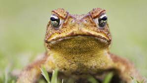 Cane toads on the hop in Hawks Nest | video