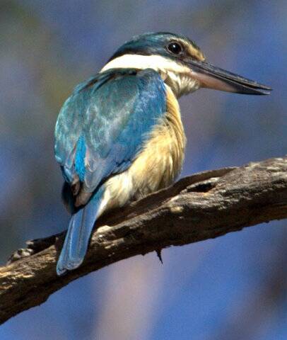 This photograph of a young kingfisher was taken by local reader Luis from his backyard.