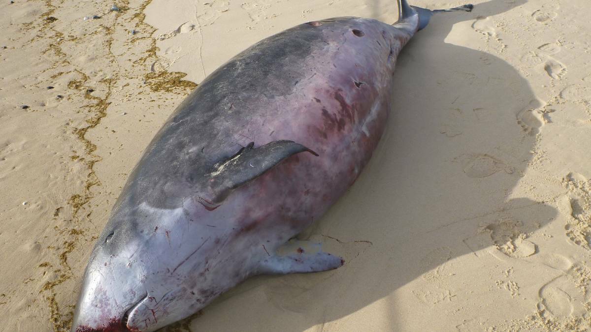 This pygmy sperm whale was washed up on the beach at Booti Booti back in 2015..