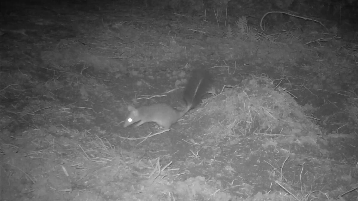 Footage of the threatened brush-tailed phascogale captured on Gereeba Island during the restoration project, and the nesting boxes which are providing habitat for other threatened native mammals.