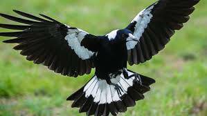 Let’s map where attacking Magpies are hanging out