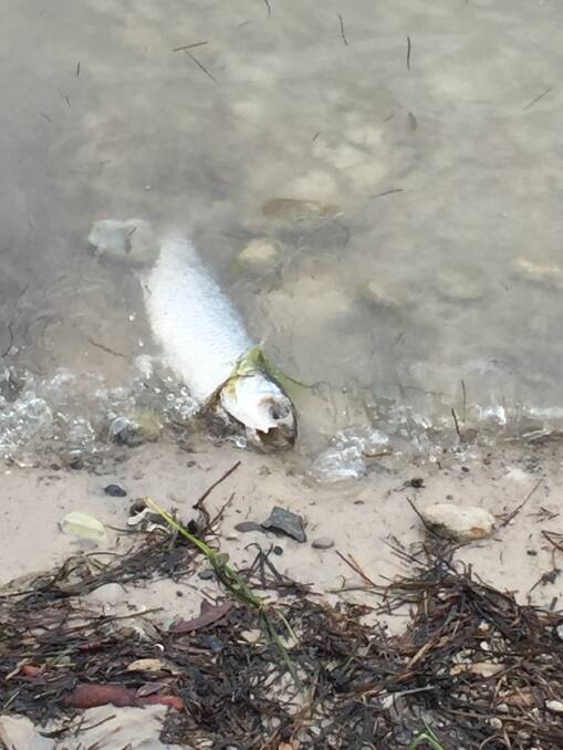 Washed ashore: Smiths Lake residents have been concerned about dead fish washing up from the lake. 