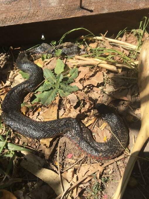  My dog killed a red bellied black snake in our suburbia back yard last week. Kymi Dee
