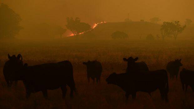 Cattle escape a grass fire burning towards the small township of Wollar in the greater Hunter region. Photo: Wolter Peeters
