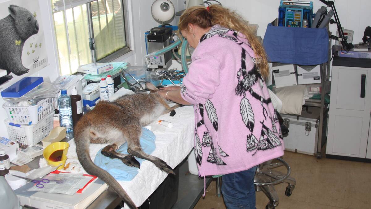 COLLATERAL DAMAGE: Cedar Creek Wombat Rescue co-founder Roz Holme treating an injured kangaroo at her animal hospital on Monday. Picture: Supplied