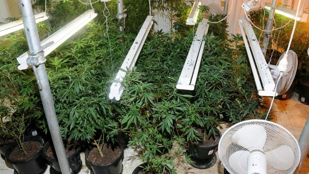 The hydroponic cannabis set-up at the property. Photo: Supplied