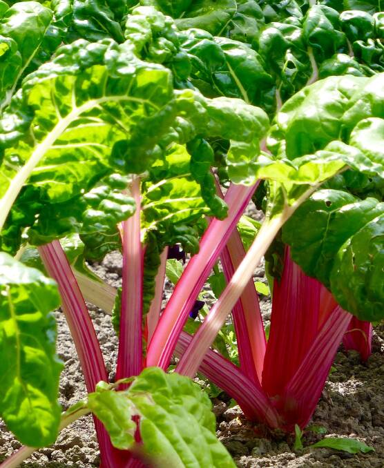 Why not be a little adventurous and brighten up your veggie patch - try the colourful Swiss Chard varieties.