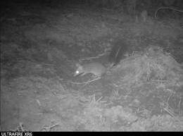 A still from the video footage taken by council's motion detector cameras on Gereeba Island, of a brush-tailed phascogale.