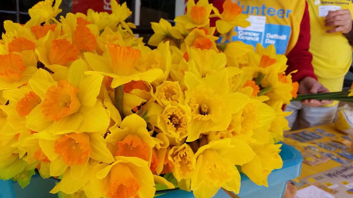 Daffodil Day in time for spring