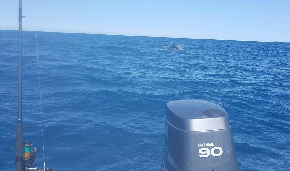 Eric Rice took this picture of a whale coming up behind his boat