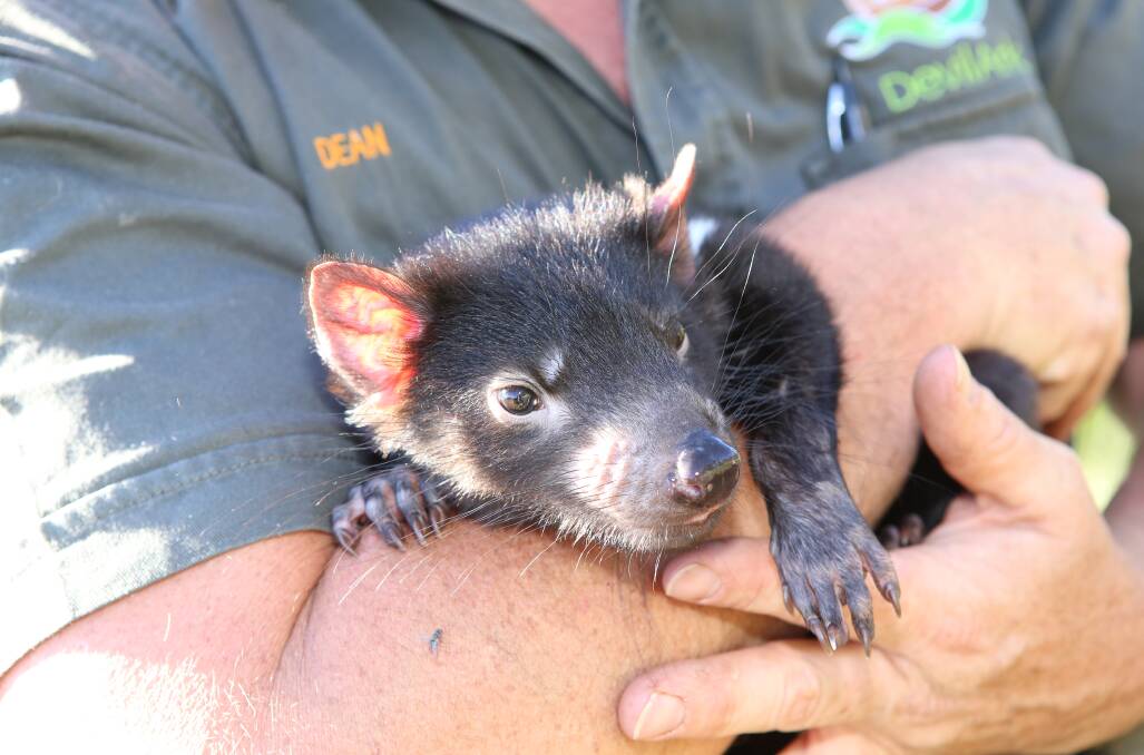 The Tasmanian Devil conservation breeding program Devil Ark at Barrington Tops has had another record breaking breeding season. Picture. Supplied