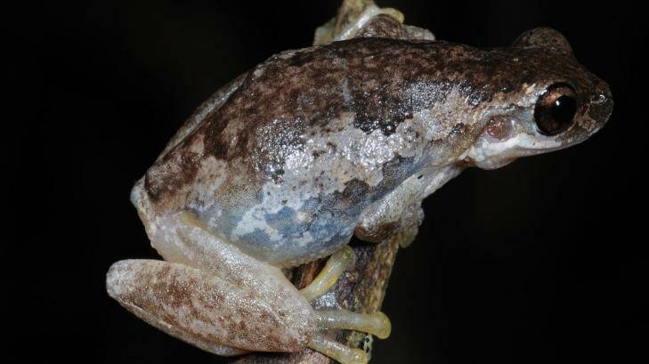 A bleating tree frog. Photo: David Pitts