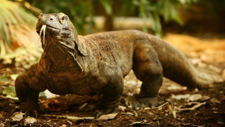 In which country will you find this giant lizard? Photo: Peter Macdiarmid