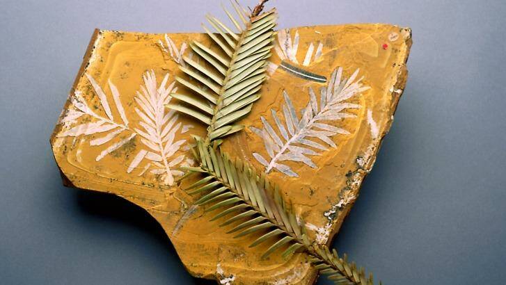 Fossilised Agathis jurassica leaves alongside modern Wollemi pine. Photo: Royal Botanic Garden