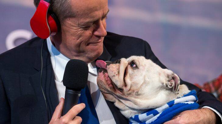 Federal Opposition Leader Bill Shorten with Matilda his 3 y/o bulldog on  Nova radio.. his bulldog Theo missed out as he's recovering from a cruciate ligament. Photo: PENNY STEPHENS. The Age. 29TH SEPtember 2016