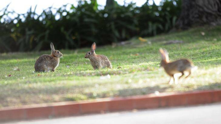 Bye bye bunny: introduction of a new calicivirus aims to target wild rabbit population growth cause by resistance to previous virus strains.  Photo: Melissa Adams 