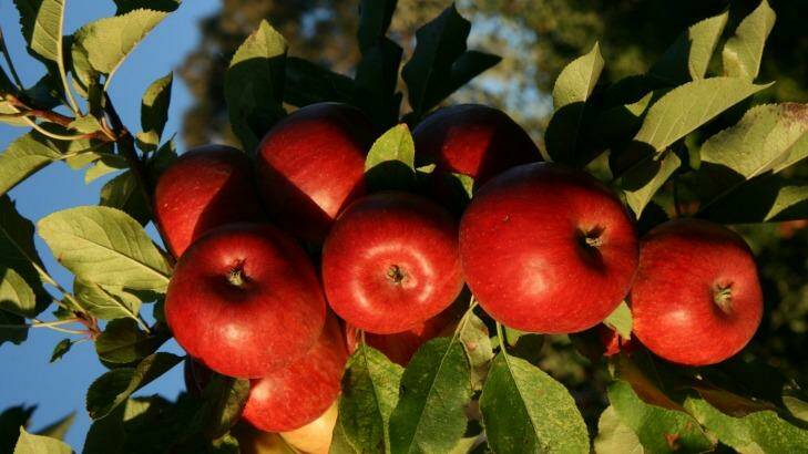 Topaz apples from the Czech Republic at Loriendale. Photo: Owen Pidgeon
