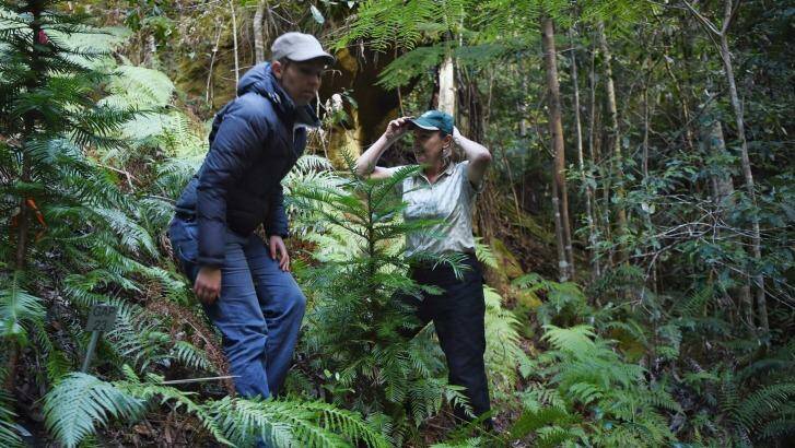 Dr Heidi Zimmer (left) with Dr Cathy Offord take the Fairfax team into the secret Wollemi pine site. Photo: Nick Moir