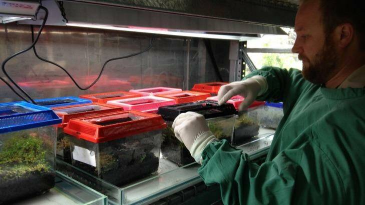 Damian Goodall looking after the frogs, housed in individual enclosures. Photo: Melbourne Zoo