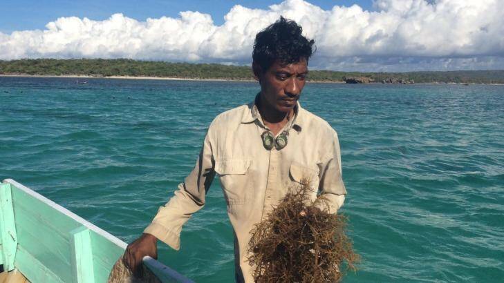 A seaweed farmer from the Indonesian island of Rote, where locals say their fish stocks and seaweed crops were devastated after the 2009 Montara oil spill in the Timor Sea. Photo: Jewel Topsfield