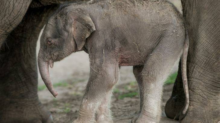 The unnamed calf takes shelter beneath his mother's legs. Photo: Taronga Zoo/Rick Stevens