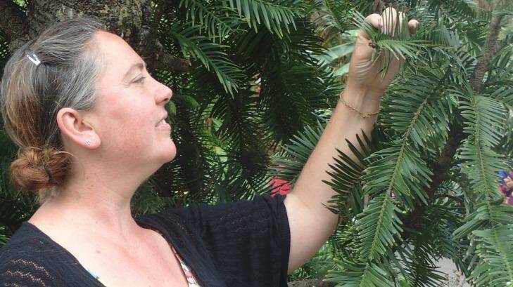 Dr Hannah McPherson, of the National Herbarium, Royal Botanic Garden, Sydney, inspecting a Wollemi pine. Photo: Royal Botanic Garden