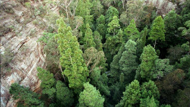 Aerial view of some wild Wollemi pines in Wollemi National Park. Photo: Rick Stevens