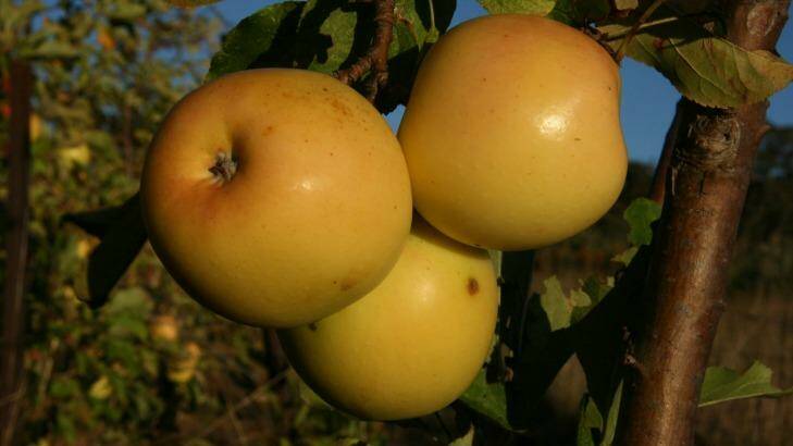 New gold apple of French origin. Photo: Owen Pidgeon