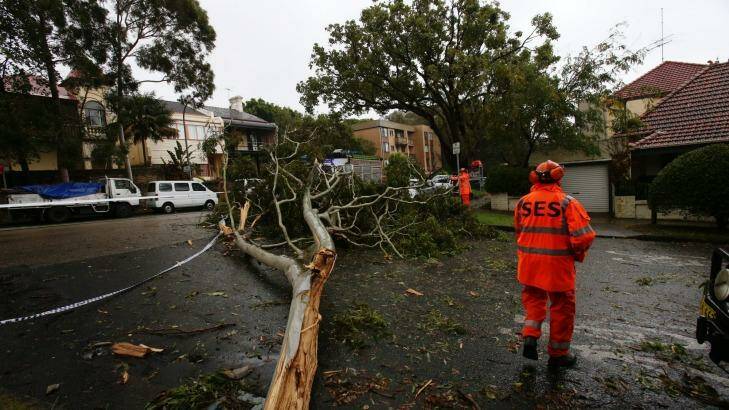 Hazards: SES workers clear up a fallen tree in Bellevue Hill.  Photo: Louise Kennerley