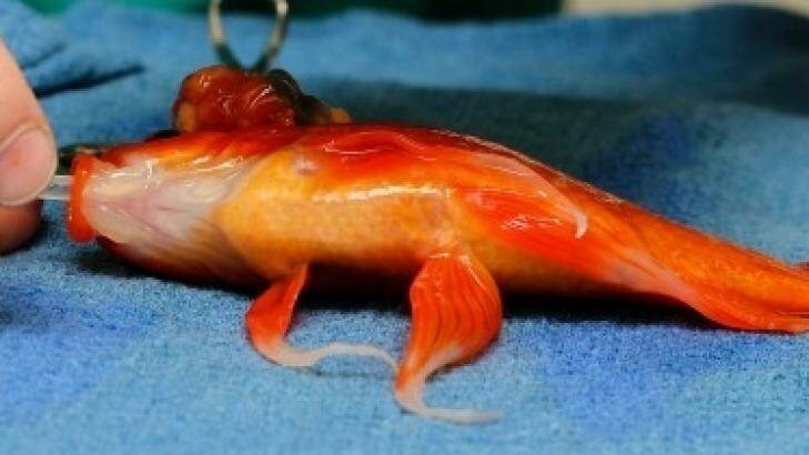 George the goldfish undergoes surgery for a tumour at Lort Smith Animal Hospital in Melbourne. Photo: Lort Smith Animal Hospital 