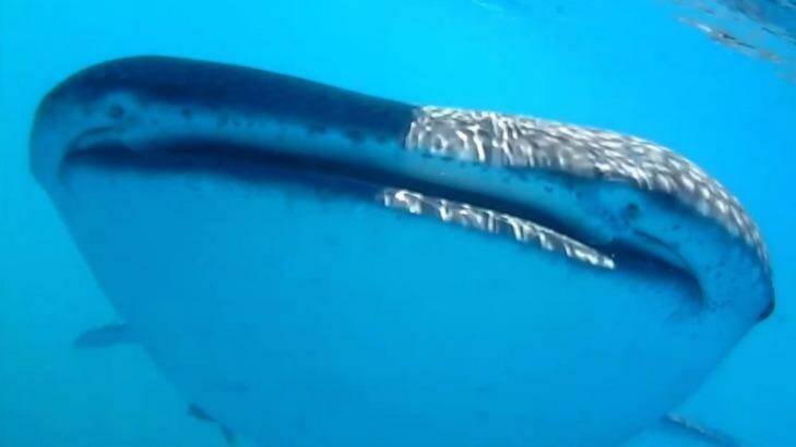The couple filmed the magical moment a whale shark came up to their boat. Photo: Debbie and Kevin Smith