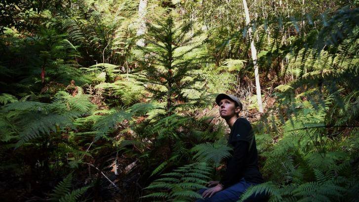Dr Heidi Zimmer in a secret grove of translocated Wollemi Pines. Photo: Nick Moir