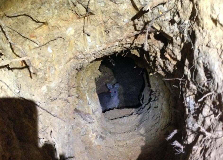 The kangaroo trapped in the mine. Picture: Michael Sári 