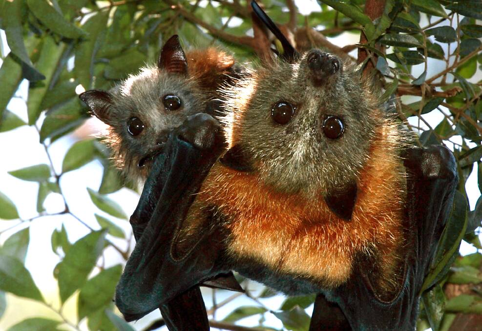 VULNERABLE: A female grey-headed flying fox with her baby. The vulnerable species has come into strife in recent weeks in suburban and rural gardens from Bulahdelah right up to Kempsey with many becoming caught in barbed wire fences and fruit tree netting. Photo by Viv Jones, Bellingen.  
