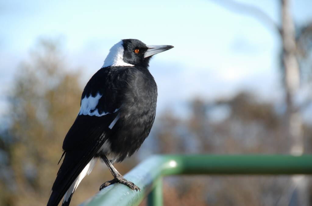 Spring is high season for magpie swooping. Photo courtesy of NSW Office of Environment and Heritage.  