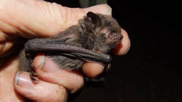 RARE FIND: A fishing bat similar to those found living under Battles Bridge on Markwell Road. Photo courtesy of Narawan Williams. 