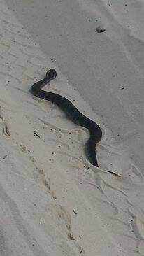 This highly venomous death adder was photographed by Coralee Chapman slithering along Tuncurry Beach. 
