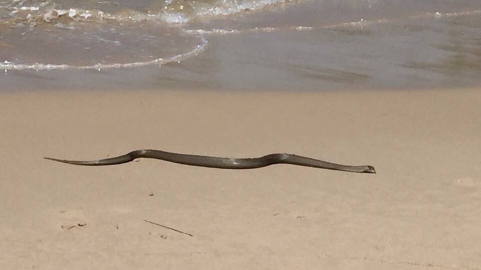 This highly venomous eastern brown was photographed at the Tuncurry rockpool by Dee Thomson.