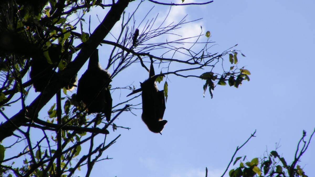 $1M to help councils manage problem flying fox colonies