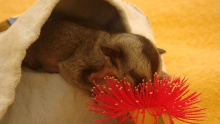 NURSED BACK TO HEALTH: This 26 gram female glider was rescued by a local couple after her mother was killed by a cat. She is pictured in care eating some nectar from a flower. 
