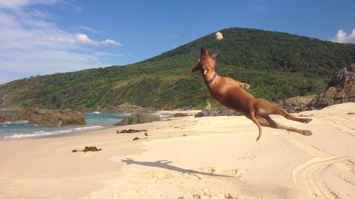 Mitchell Goldie and Rachel Davis, formally of Forster and Pacific Palms, were back in town recently with their rescue dog Narlah and captured her high flying skills at McBrides Beach in this wonderful photograph.