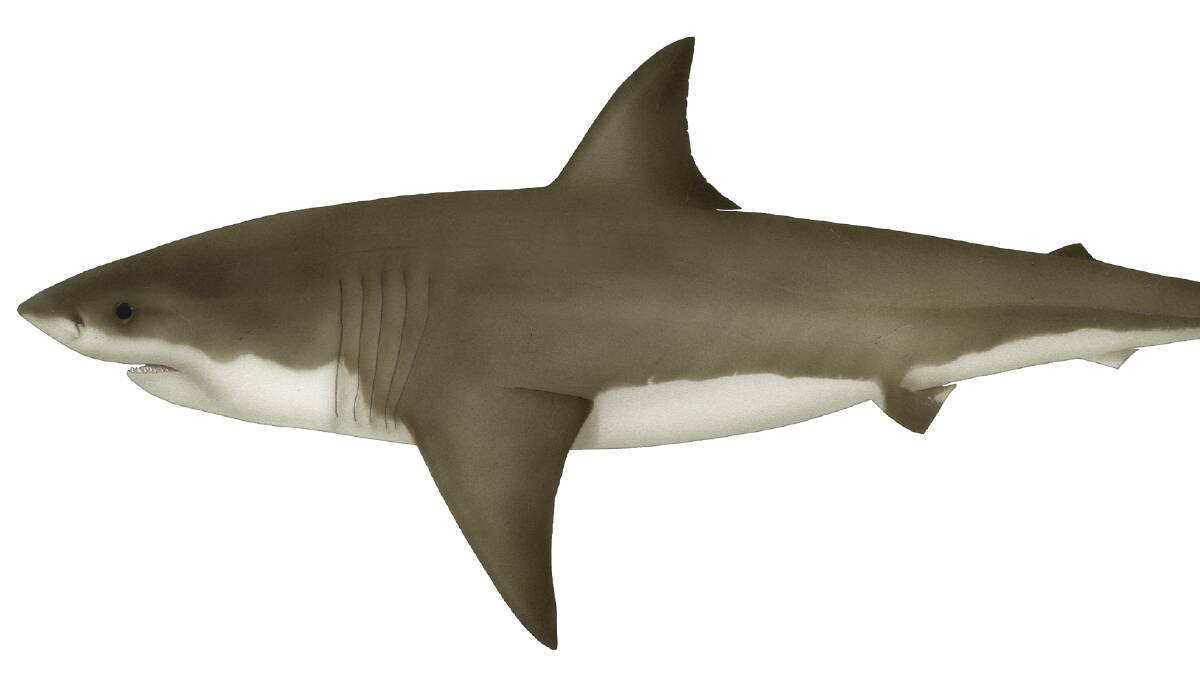 A great white shark.  File photo