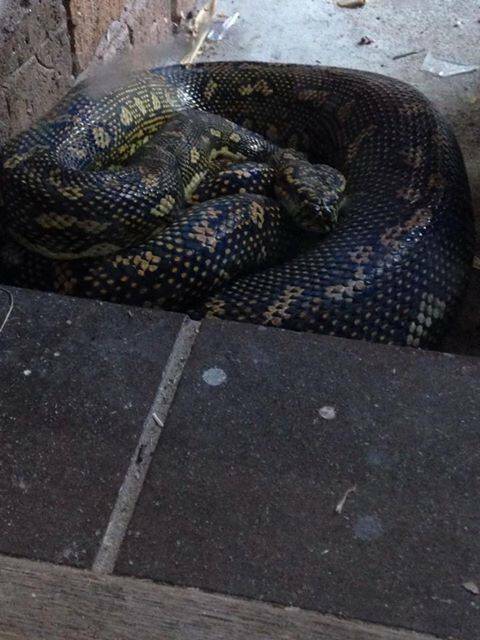 Jody Bosley Cruse discovered a large diamond python on the doorstep at her Tuncurry home recently and shared this photo on the Great Lakes Advocate’s Facebook page.