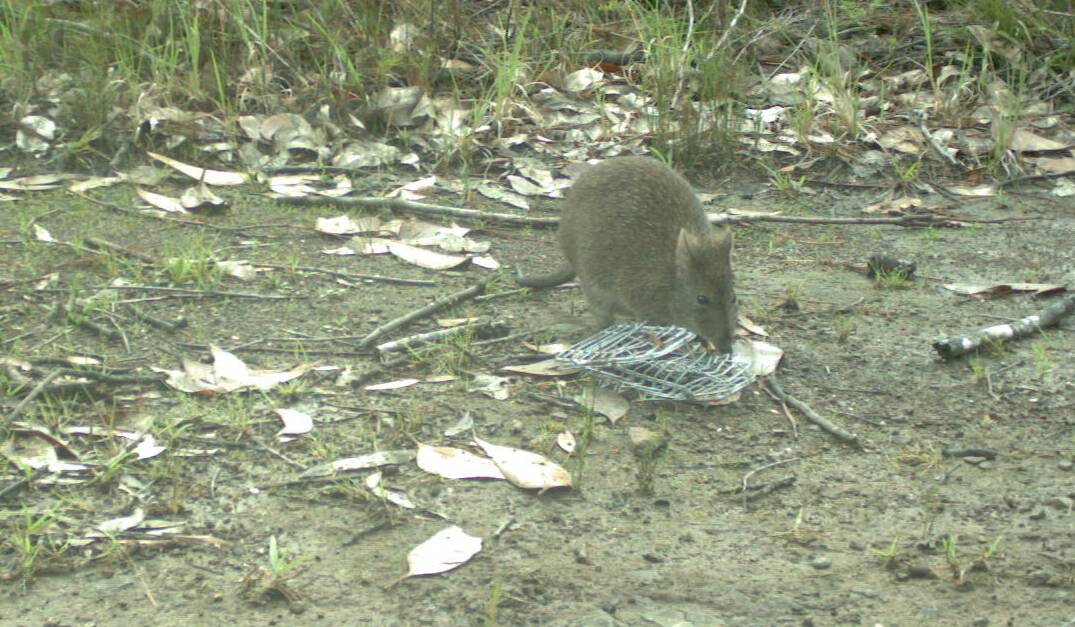 Great Lakes Council has captured many clear images of the long-nosed potoroo on the Bulahdelah Plain Wetland.  It is listed as vulnerable to extinction and is threatened by habitat loss and predation by feral cats and foxes.