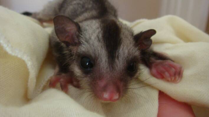 LUCKY: The 57 gram male who was found clinging to his dead mother near a tree in Forster. 