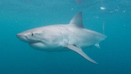 TAG AND RELEASE: Scientists will track the movements of two great white sharks. 