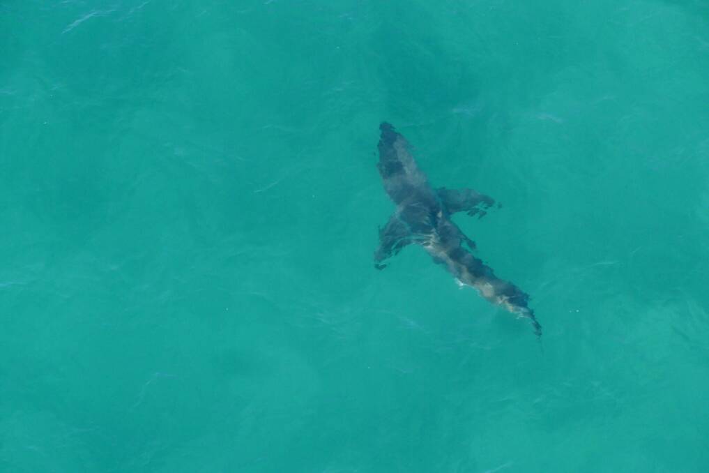 The Department of Primary Industries spotted this 2.7m white shark in Tuncurry. Photo: Sharksmart Twitter.