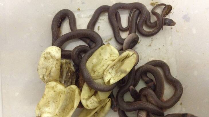 The eastern brown snakes which hatched in the tupperware container.